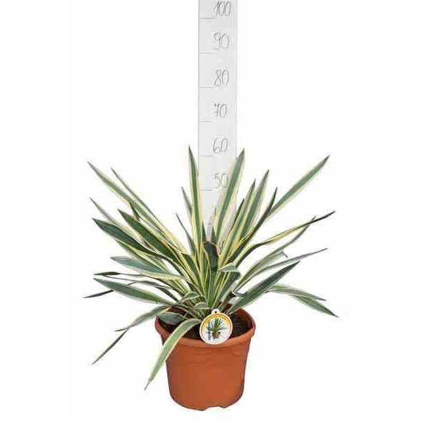0 - Yucca gloriosa variegata (Dague espagnole) Pot de 25L - 80/100cm - Image 1