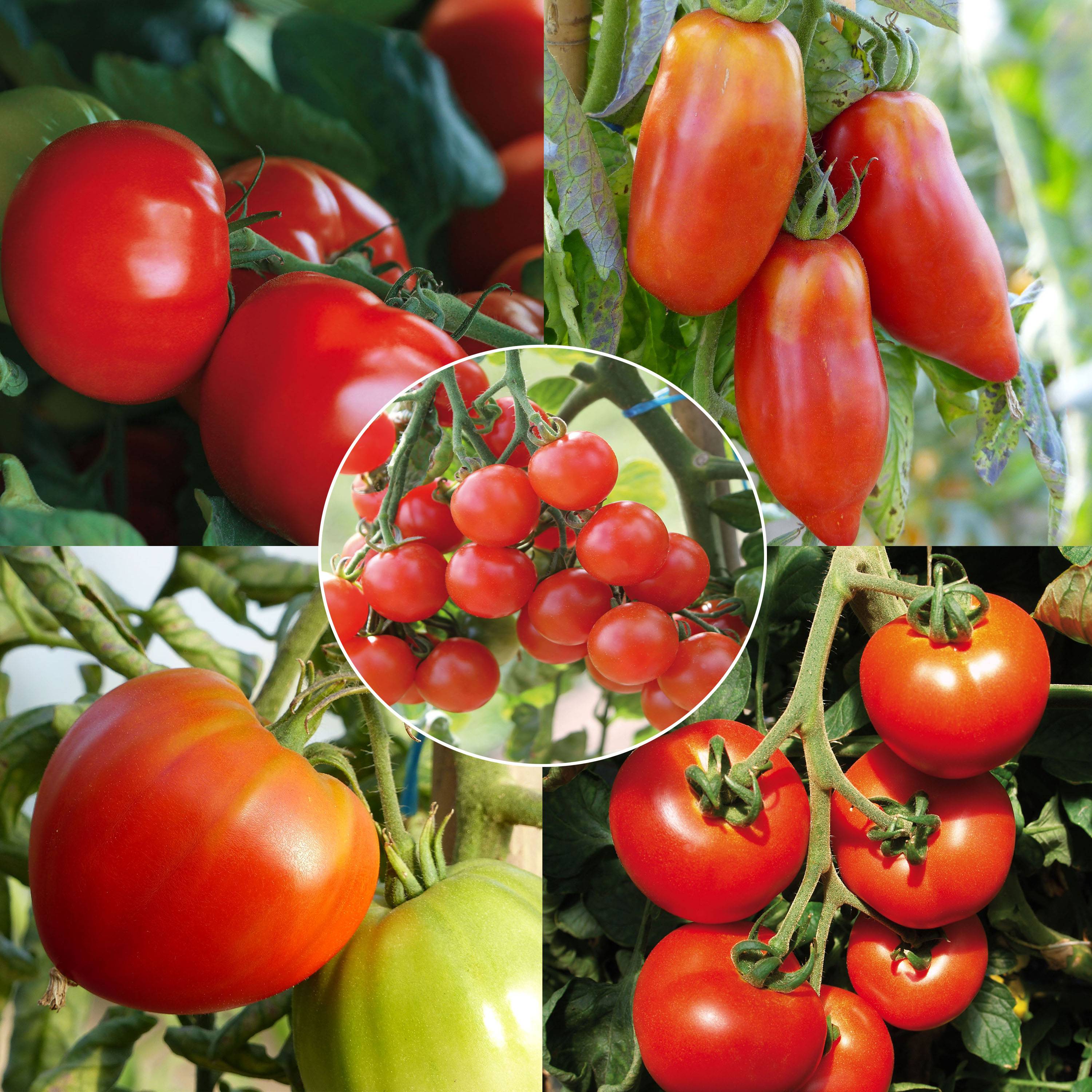 Collection de 5 tomates Bio en plants - Collection de 5 plantes