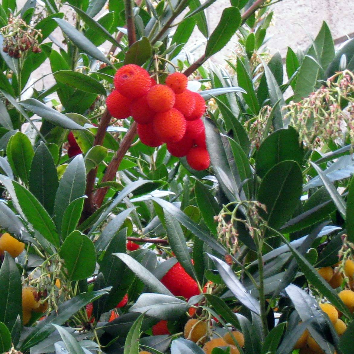 Promesse de Fleurs - Arbutus unedo - Arbousier Pot de 6L/7L