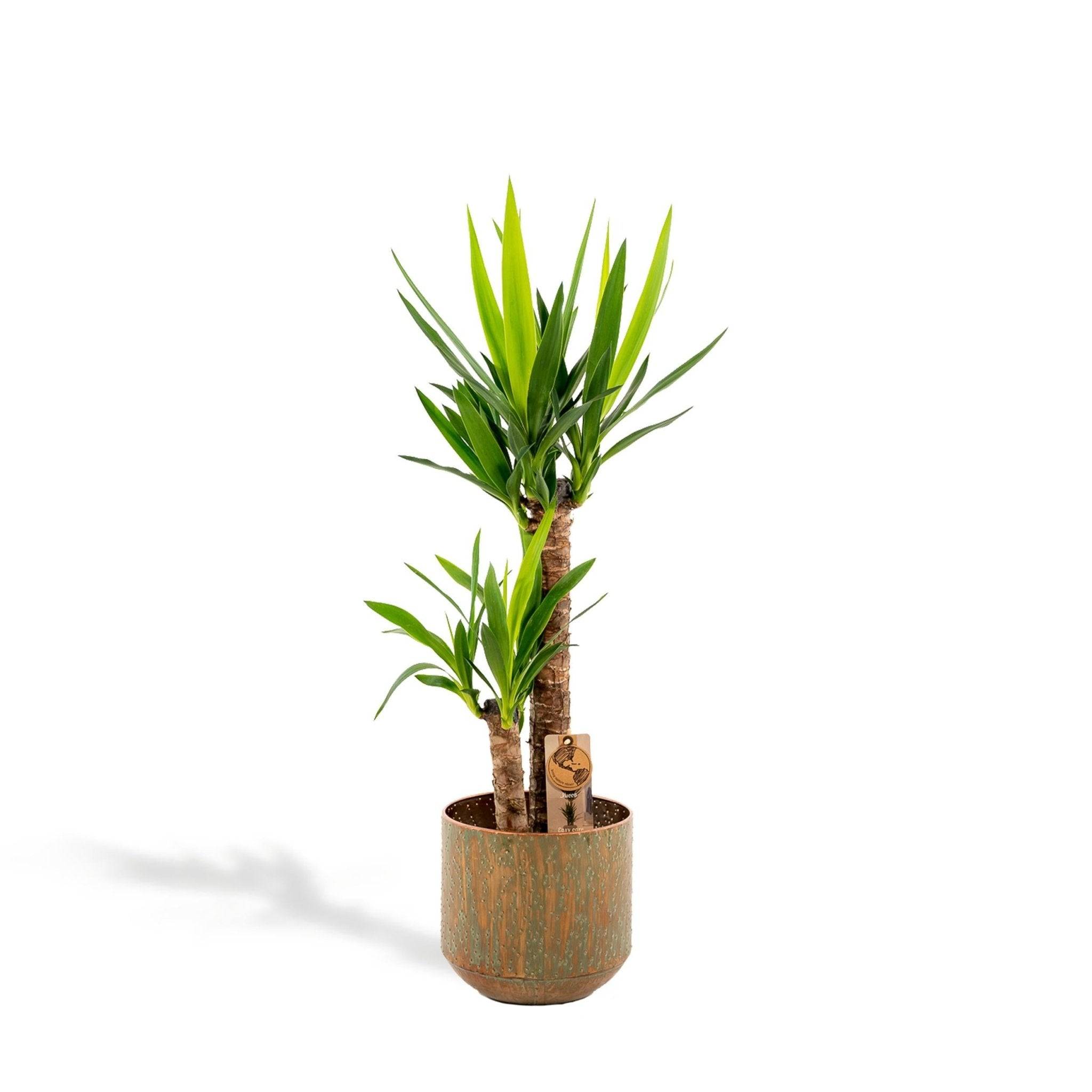 La Green Touch - Yucca et son cache h100cm 100cm - Plante d'intérieur- La Green Touch - Imagen 2