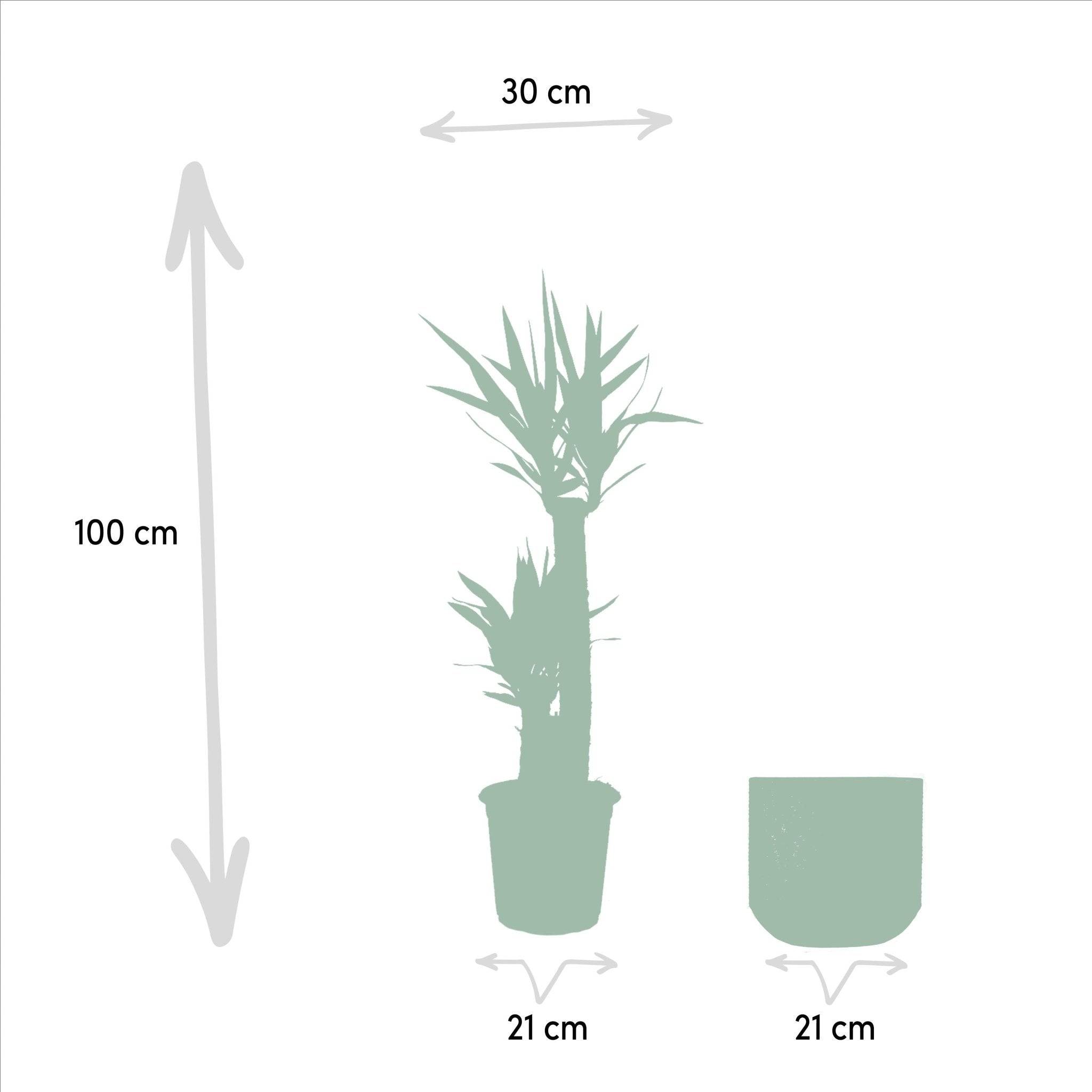 La Green Touch - Yucca et son cache h100cm 100cm - Plante d'intérieur- La Green Touch - Imagen 3