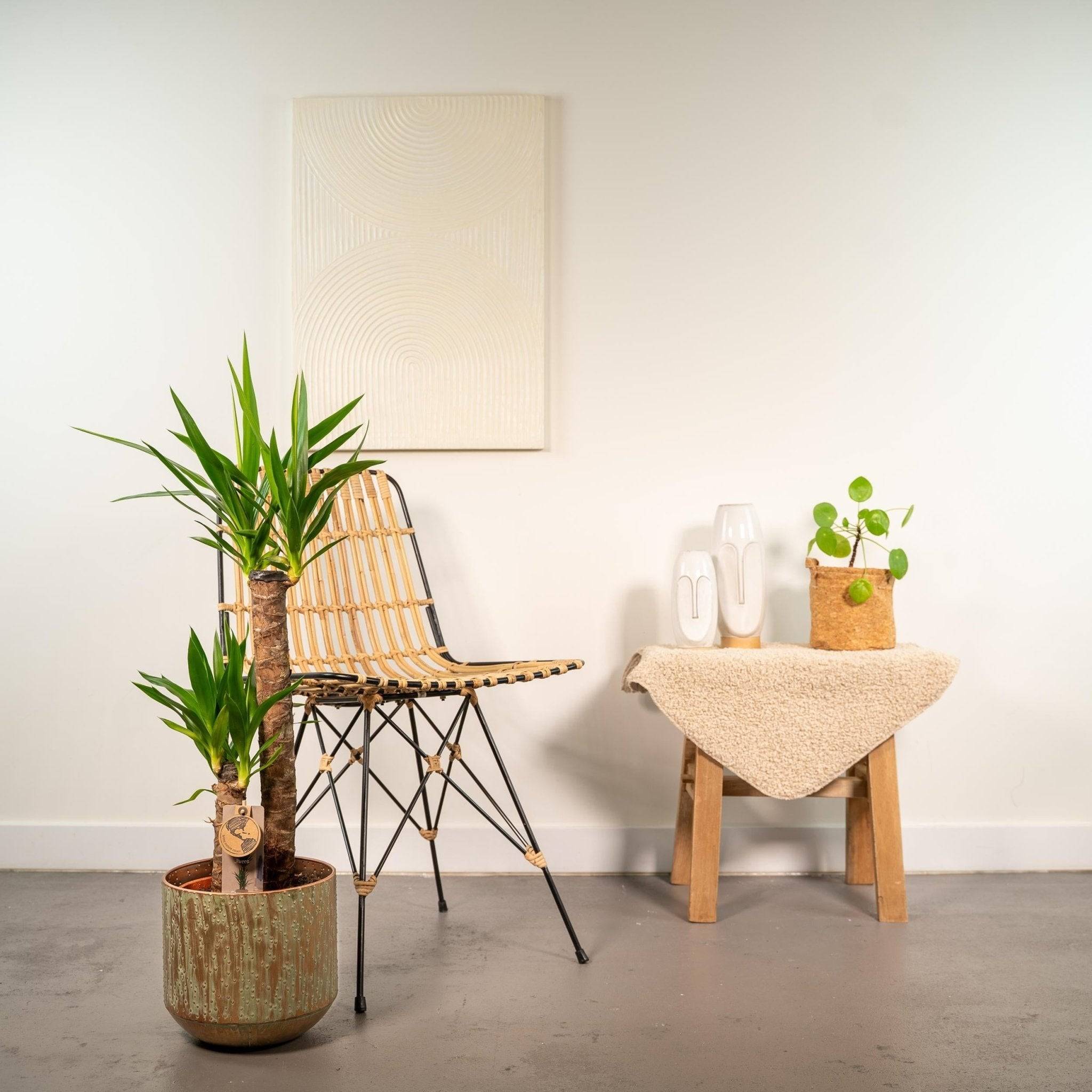 La Green Touch - Yucca et son cache h100cm 100cm - Plante d'intérieur- La Green Touch - Imagen 4