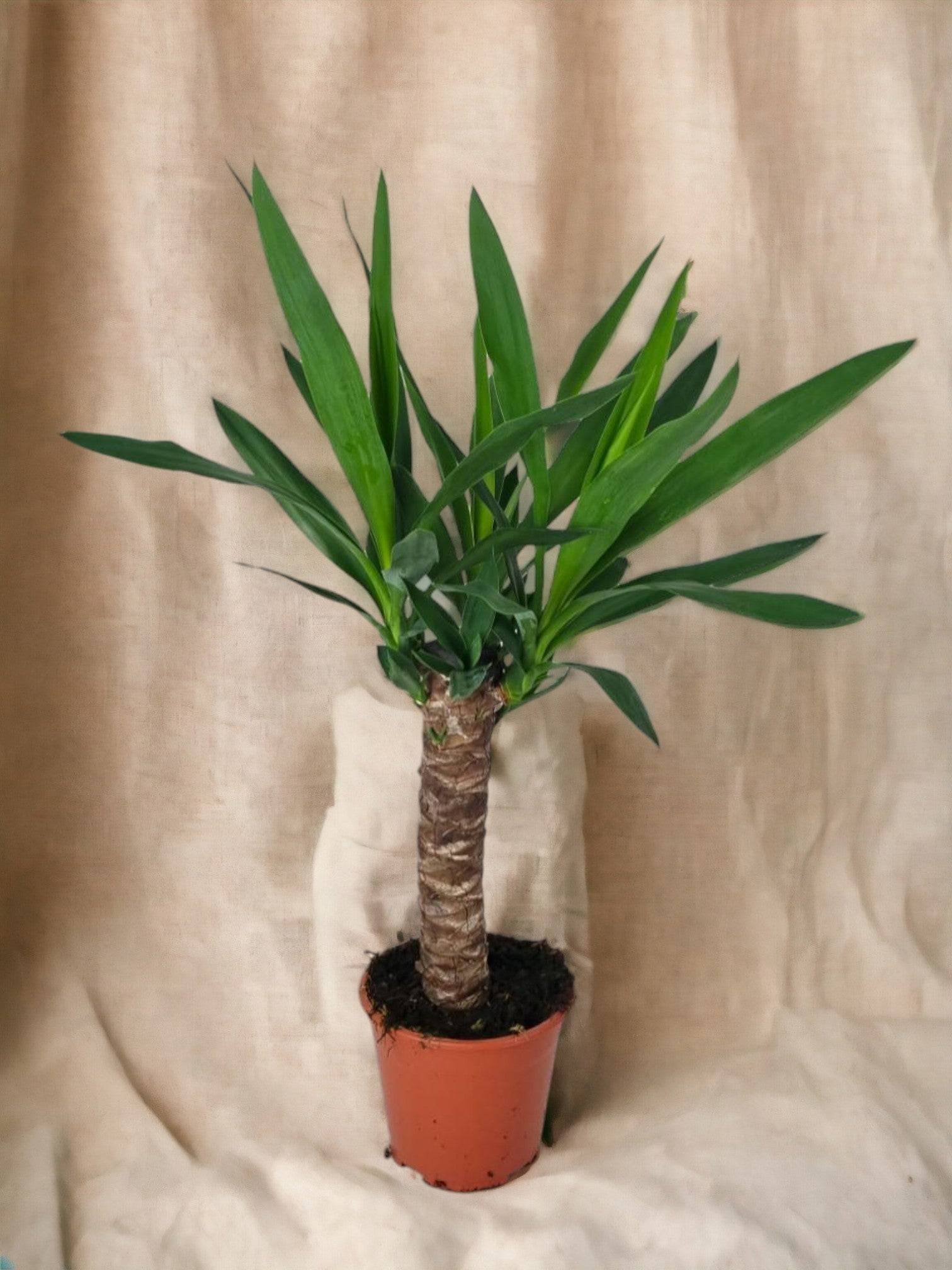 Yucca 60cm - Plante d'intérieur- La Green Touch - Image 2