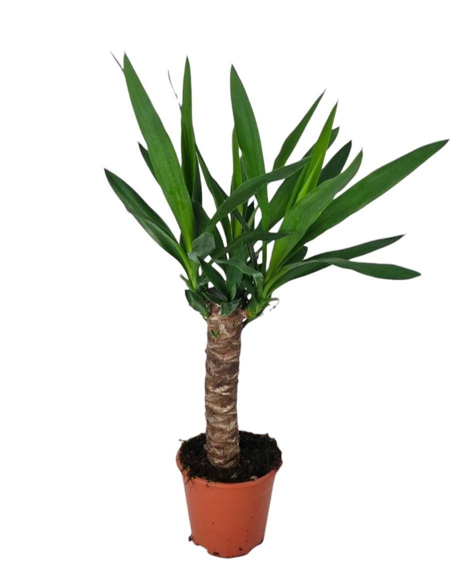 Yucca 60cm - Plante d'intérieur- La Green Touch - Image 3