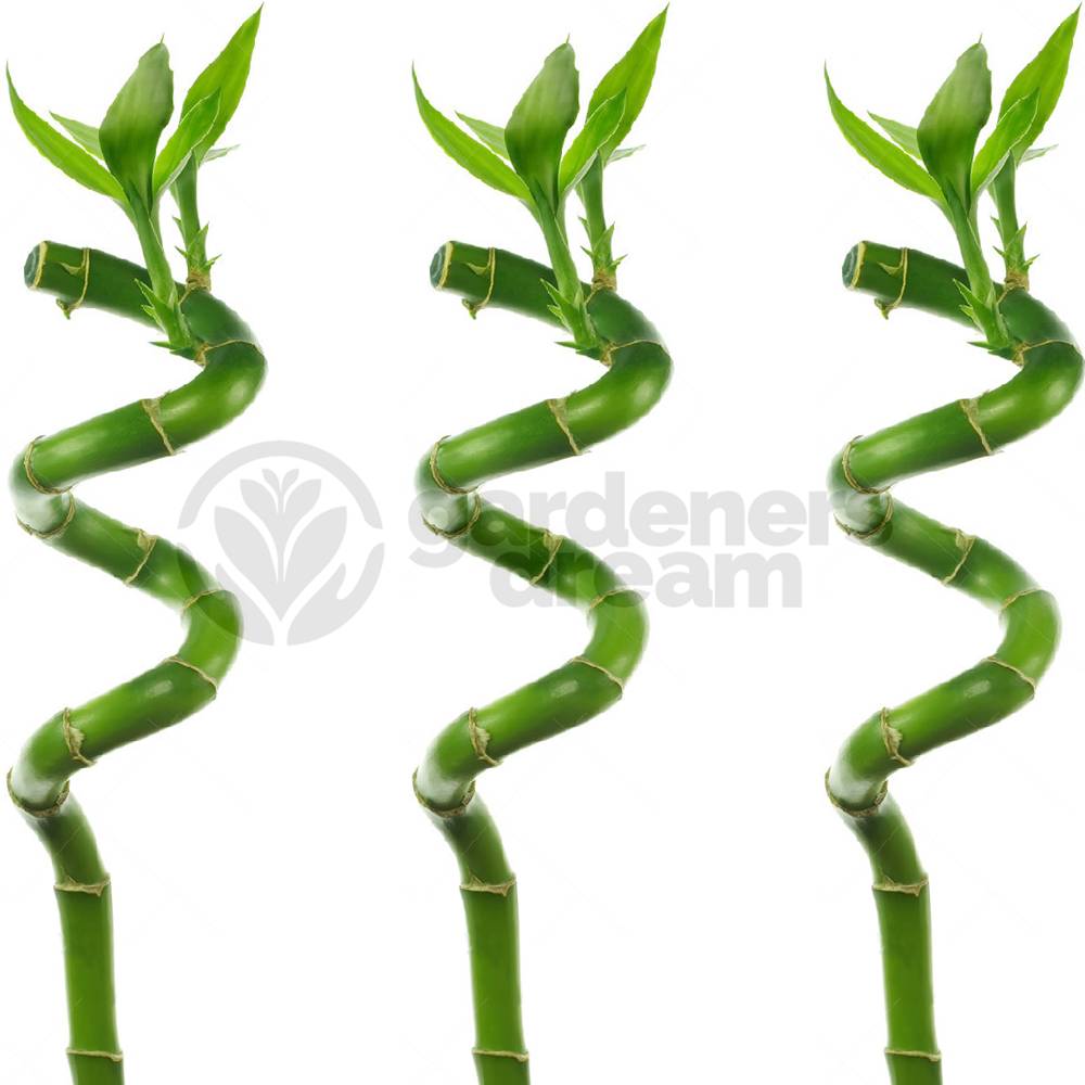 Gardenersdream - Lucky Bambou 30 Cm - 3 Tiges Spiralées - Plante D'Intérieur En Pot Rebord De Fenêtre - GardenersDream - Imagen 2