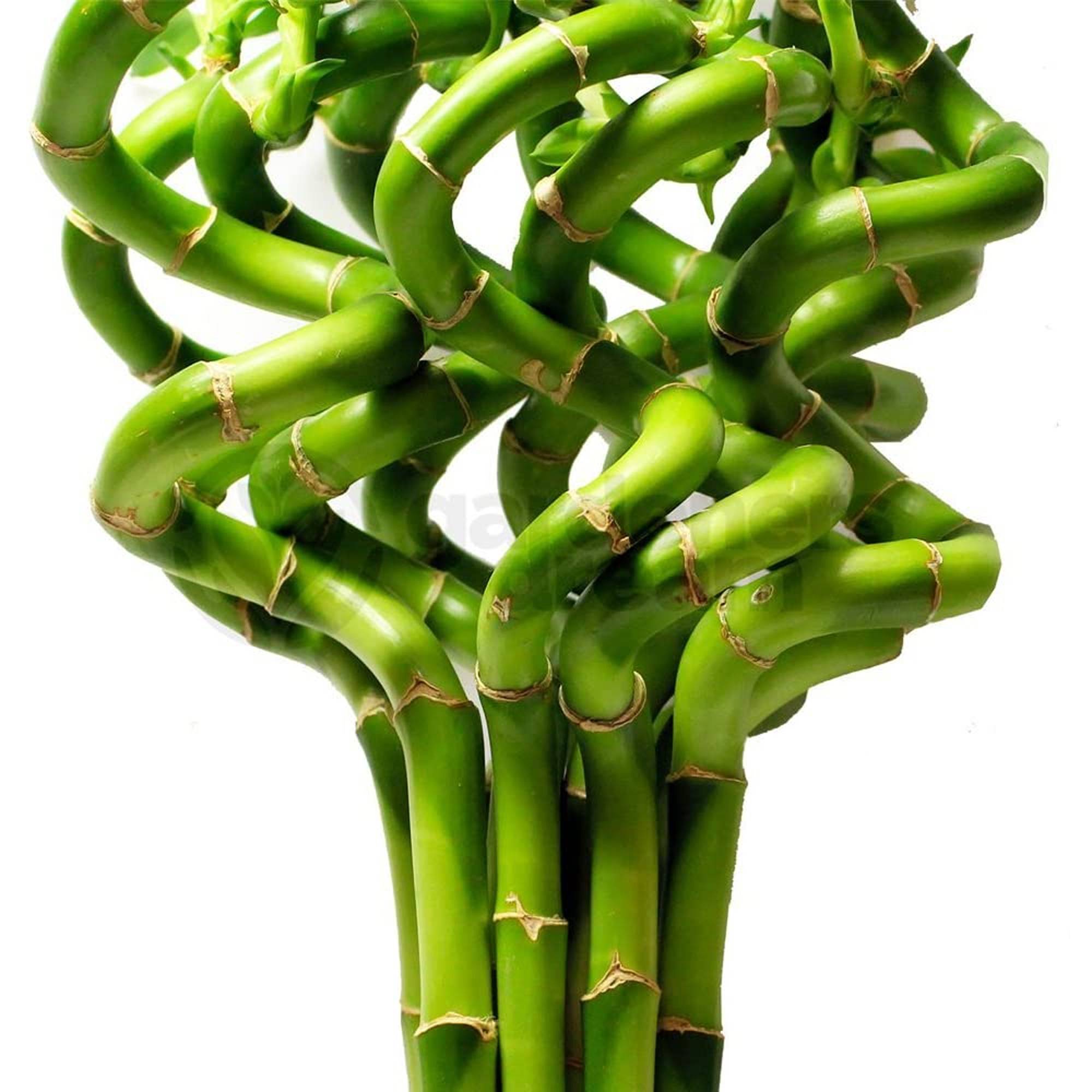 Gardenersdream - Lucky Bambou 30 Cm - 3 Tiges Spiralées - Plante D'Intérieur En Pot Rebord De Fenêtre - GardenersDream - Imagen 1