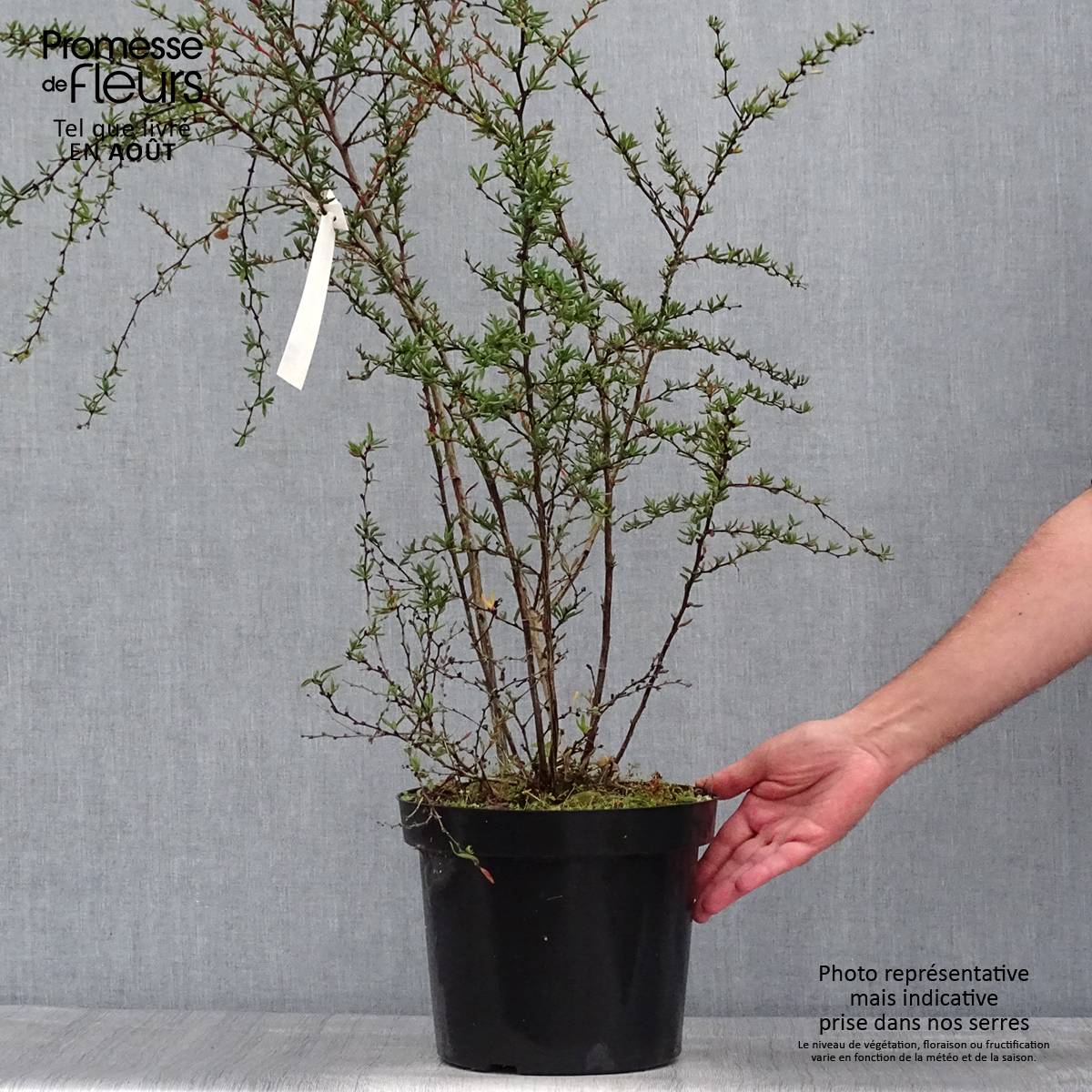 Promesse de Fleurs - Berberis x stenophylla - Épine-vinette à feuilles étroites Pot de 7,5L/10L - Image 2