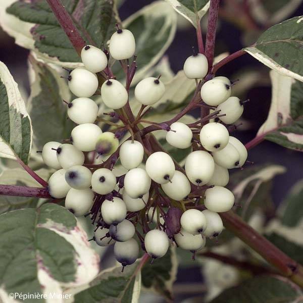 Cornus alba Sibirica Variegata - Cornouiller blanc Pot de 2L/3L - Image 1