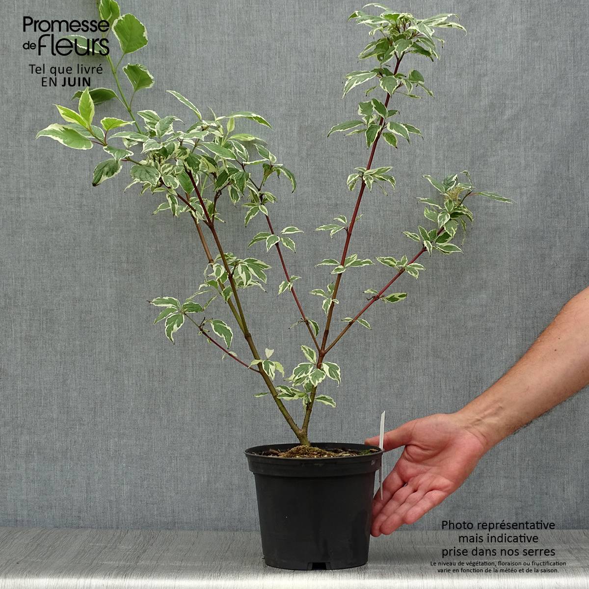 Cornus alba Sibirica Variegata - Cornouiller blanc Pot de 2L/3L - Image 2
