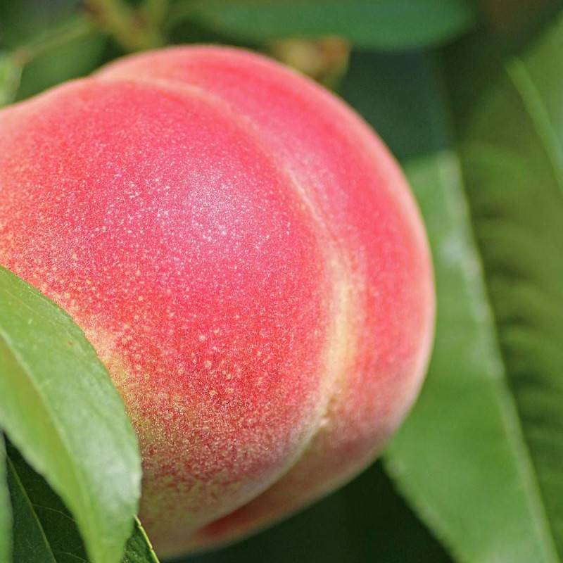 Pêcher nain Bonanza - Bon rendement - Pot de 7,5L - 40/60 cm - De 1,50 m à 2,00 m - Image 5
