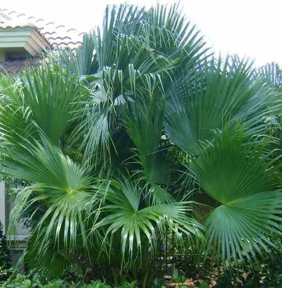 0 - Livistona chinensis (palmier éventail chinois)  Pot 450L - 200/250cm - Tige 100/125