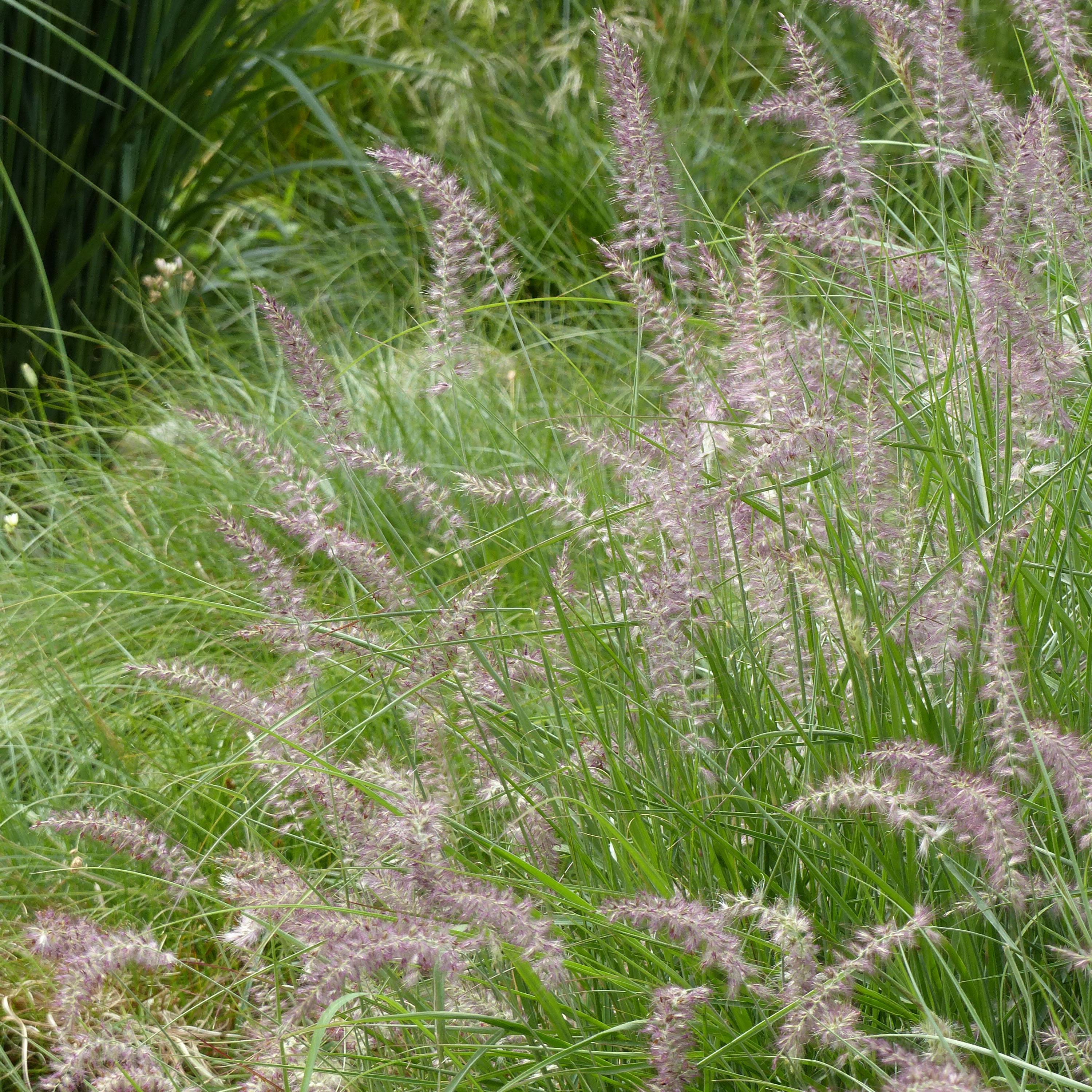 Promesse de Fleurs - Pennisetum orientale Karley Rose - Herbe aux écouvillons roses Godet de 8/9 cm