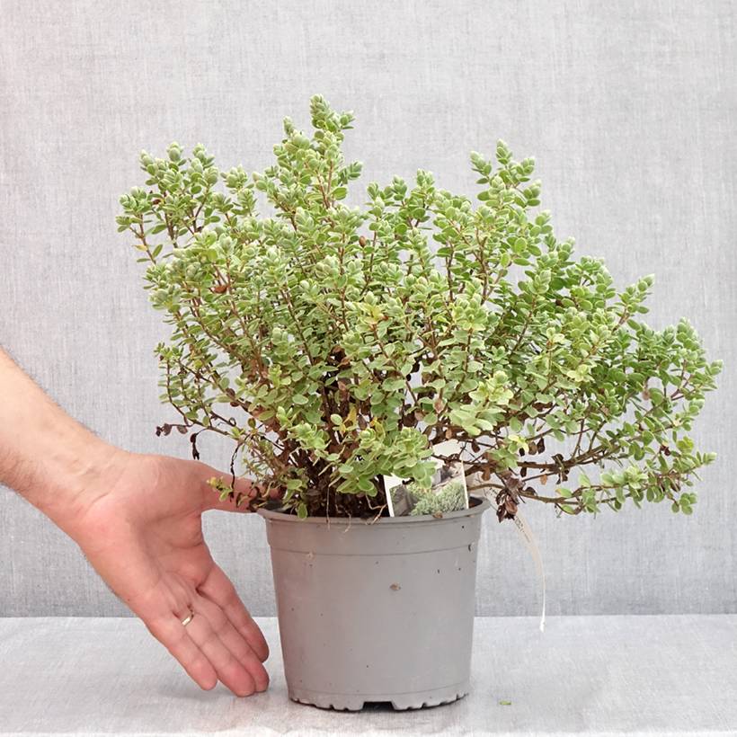 Hébé topiaria - Véronique arbustive Pot de 1,5L/2L - Image 2