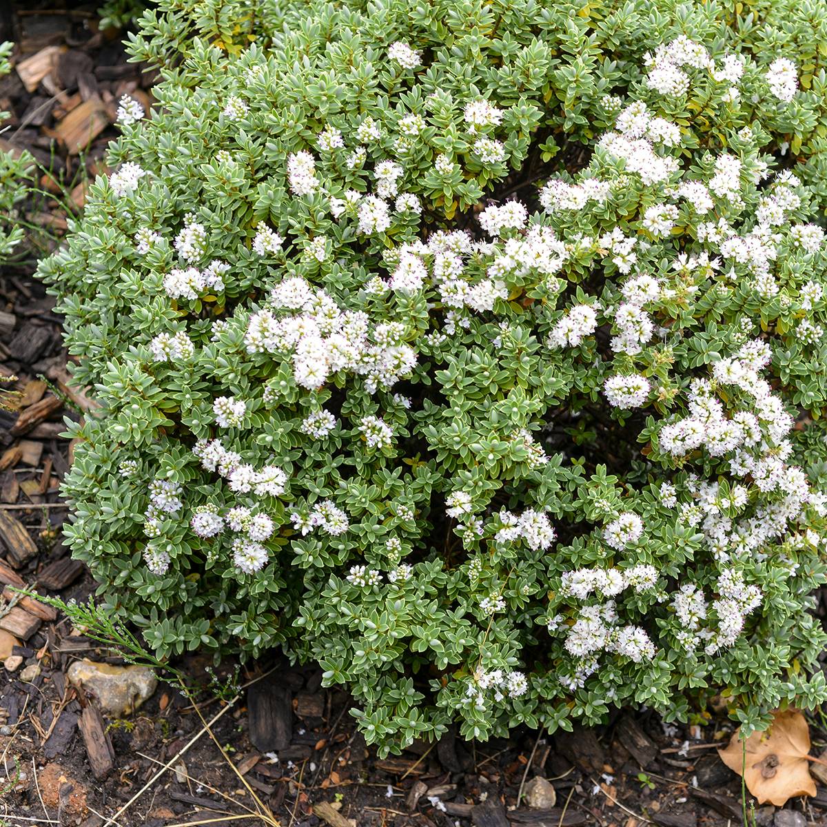 Hébé topiaria - Véronique arbustive Pot de 1,5L/2L - Image 1
