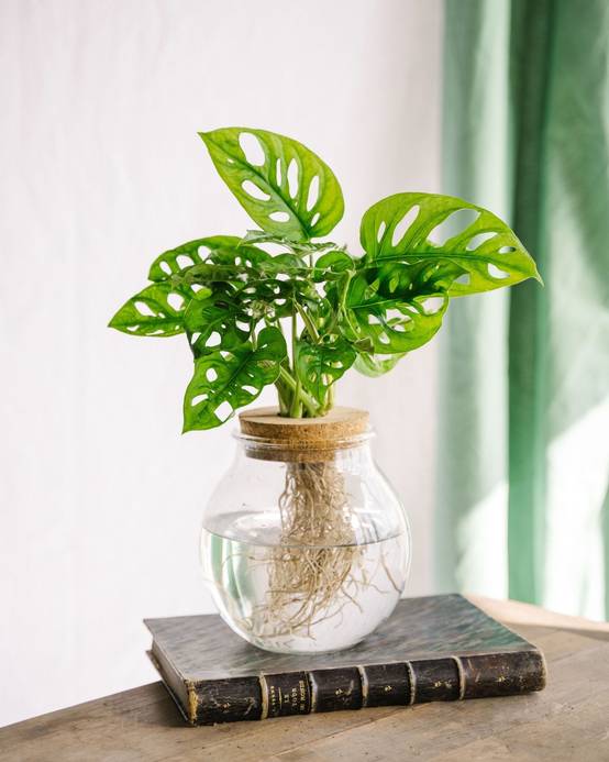 Monstera adansonii en hydroculture 25cm - Plante d'intérieur- La Green Touch - Image 2