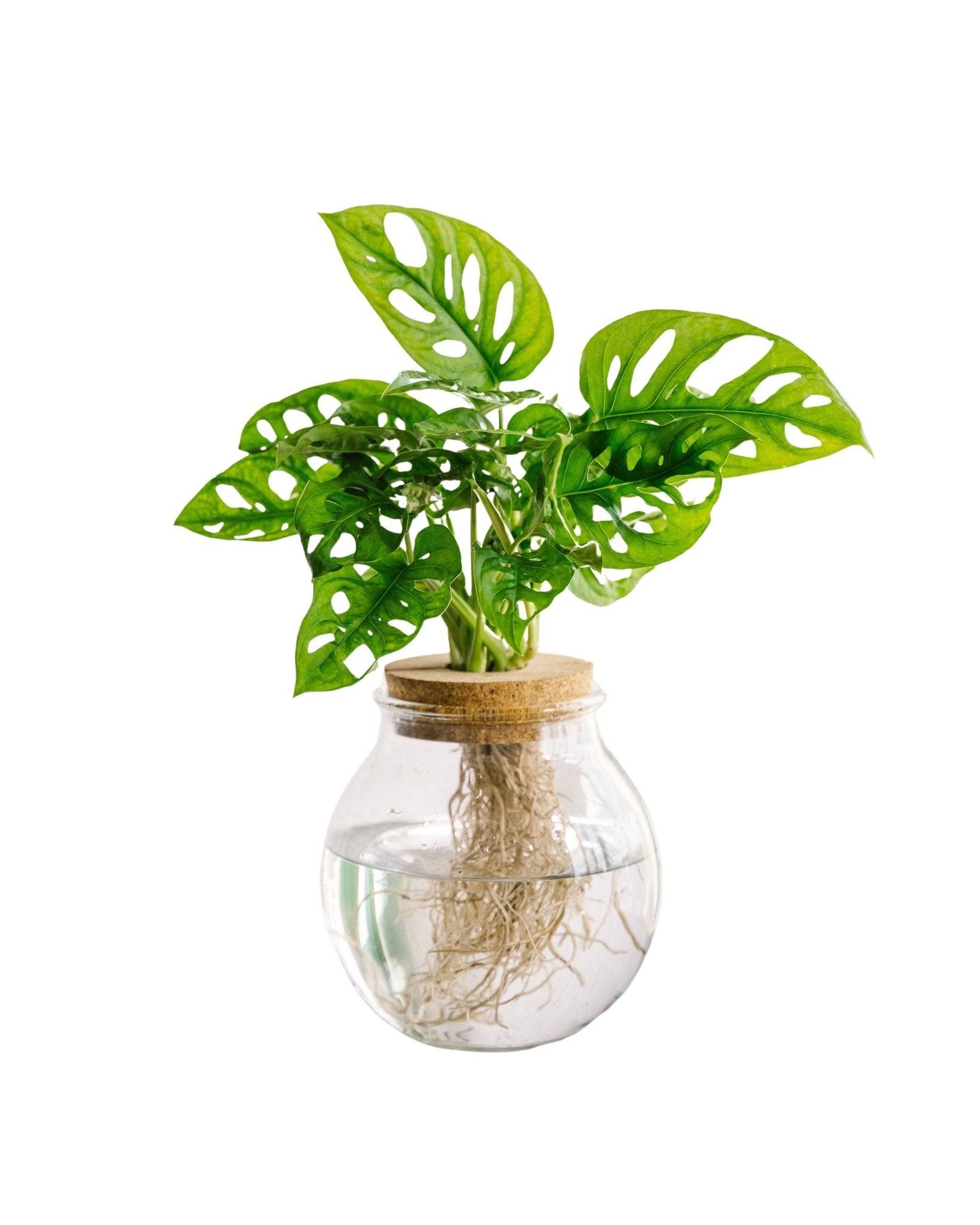 Monstera adansonii en hydroculture 25cm - Plante d'intérieur- La Green Touch - Image 3