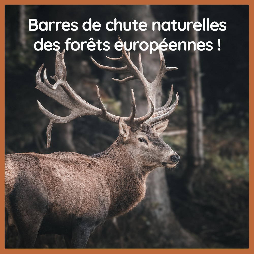 Wildfang - Wildfang - Cerf élaphe mâchant des bois à l'huile de saumon - 3 pieces - M - pour les chiens pesant entre 10 et 25 kg - Image 5