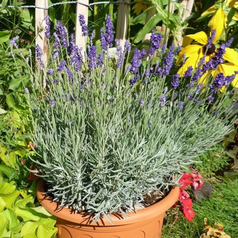 Lavande Anna® à fleurs Bleue - feuillage Persistant - Pot de 3L - 20/40 cm-  hauteur à maturité De 0,50 m à 1,00 m - Image 1