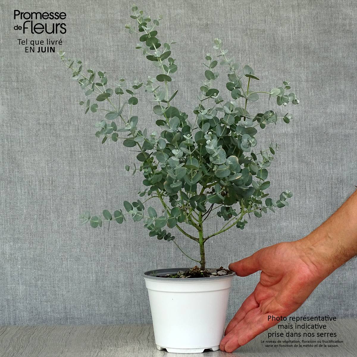 Sitemapcdatahttpdekokniqoocomprix Eucalyptus Jardiland