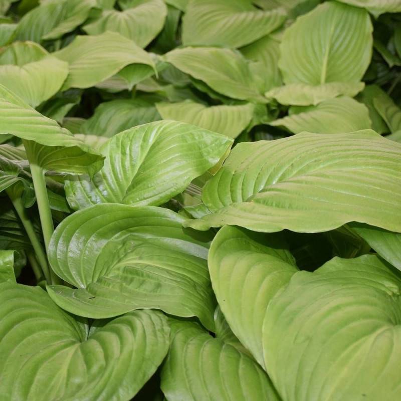 Hosta Guacamole à fleurs Bleue/Violette - feuillage Caduc - Pot de 3L - 20/40 cm - Imagen 1