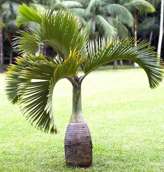0 - Hyophorbe lagenicaulis (Palmier bouteille)  Pot de 40 litres - 140/160 cm - Image 3