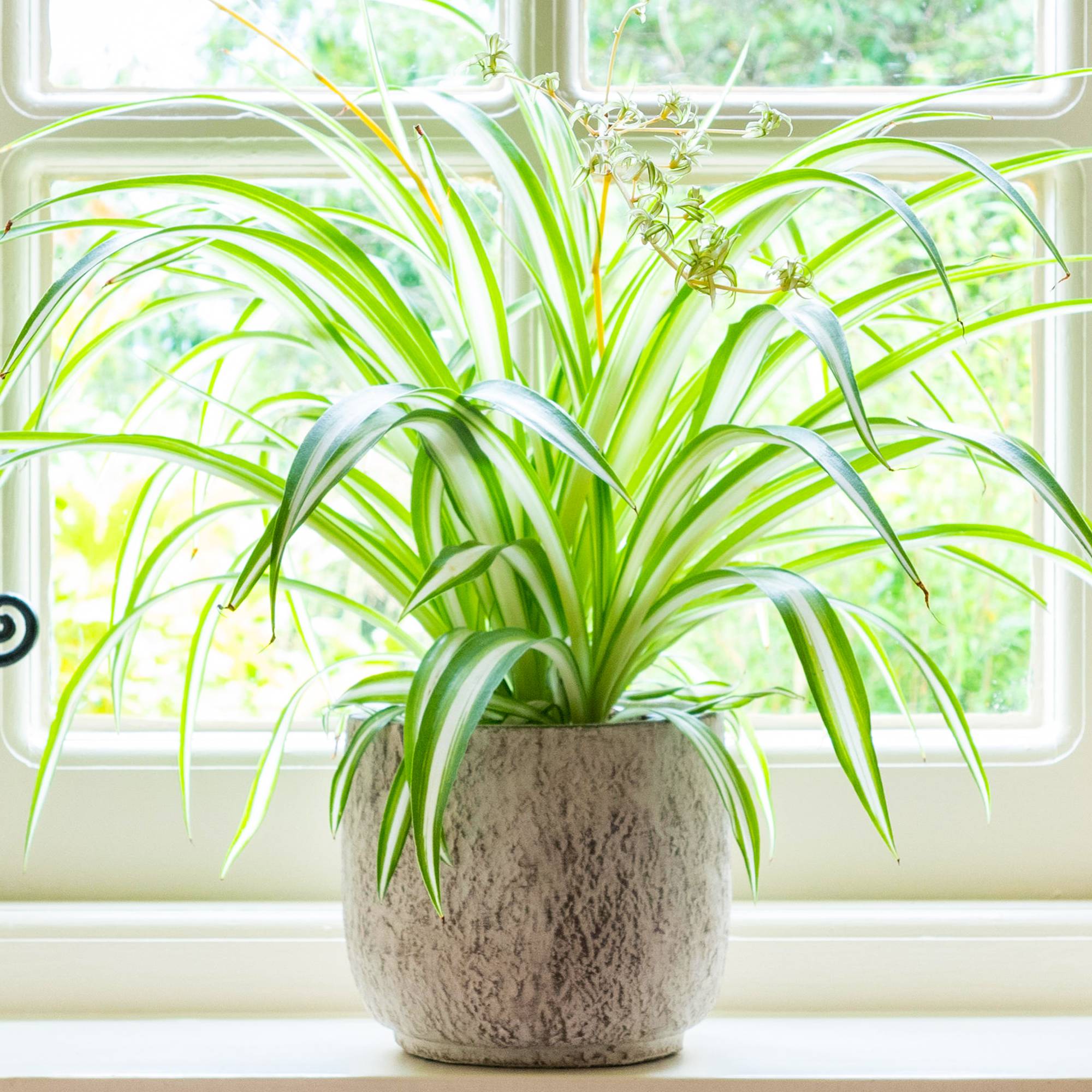 Gardenersdream - Chlorophytum Variegatum - Plante Araignée | Superbe Plante D'Intérieur | De 20 À 30 Cm Pot Inclus - GardenersDream - Imagen 1