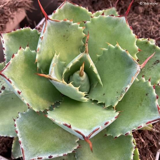 Promesse de Fleurs - Agave potatorum Kichiokan Pot de 3L/4L
