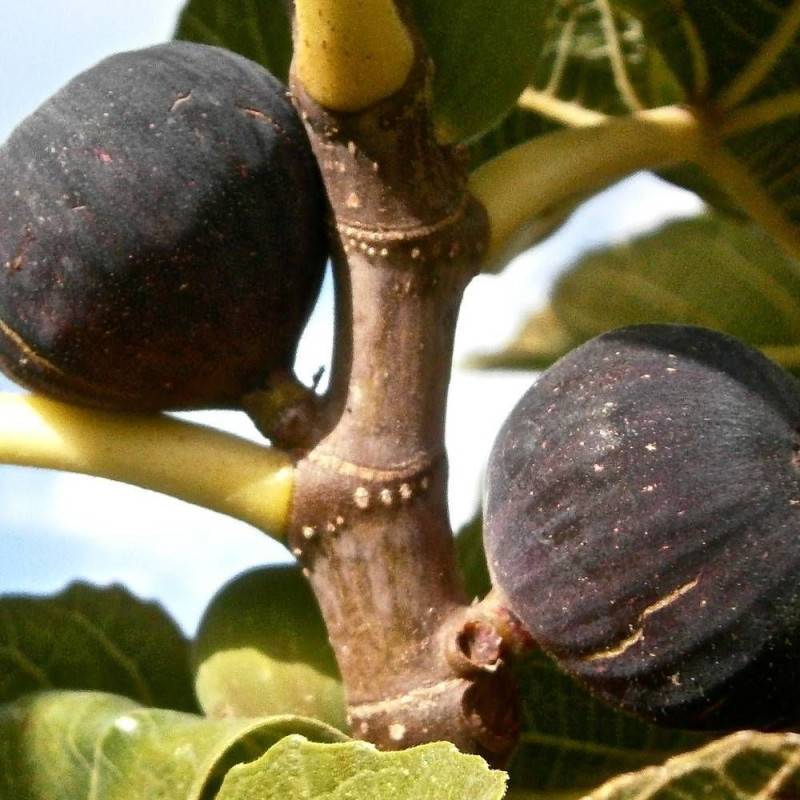 Figuier Violette Normande, Ficus carica - Bon rendement - Pot de 7,5L - 60/80 cm - De 3,00 m à 5,00 m - Imagen 1