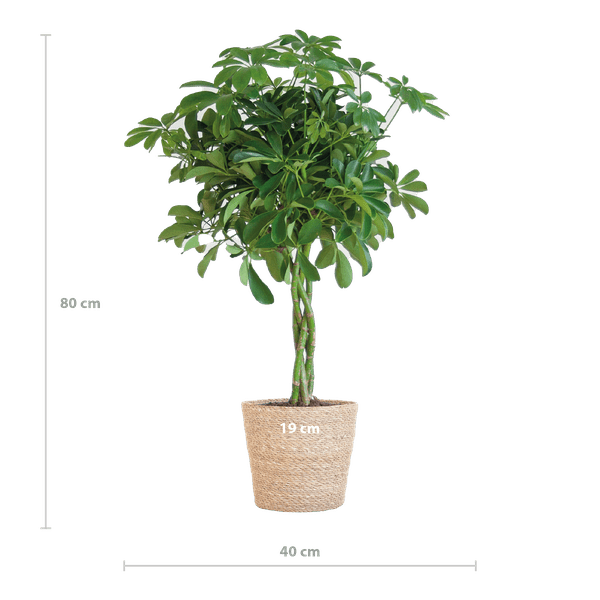 La Green Touch - Schefflera Nora et son pot - Panier naturel - Image 3