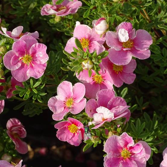 Potentille arbustive Bella Rosa - Potentilla fruticosa Godet de 8/9 cm - Image 1