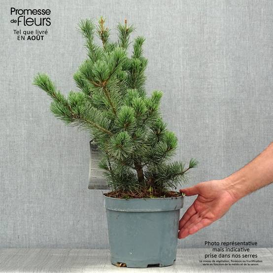 Pinus parviflora Negishi - Pin blanc japonais Pot de 4L/5L - Image 2