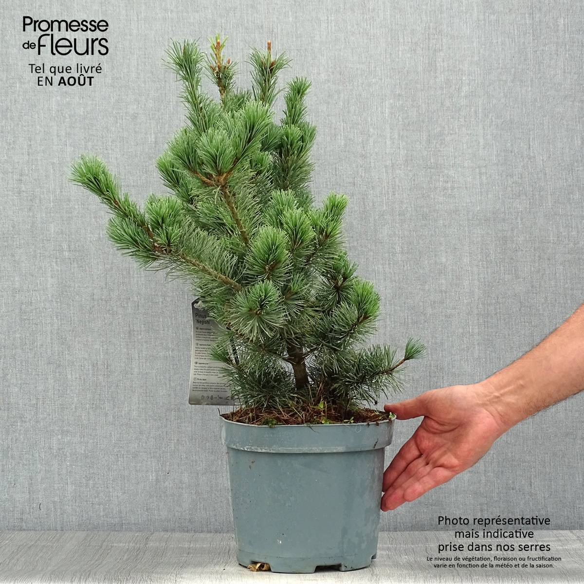 Pinus parviflora Negishi - Pin blanc japonais Pot de 4L/5L - Image 2
