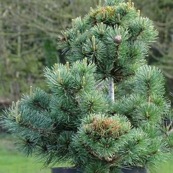 Pinus parviflora Negishi - Pin blanc japonais Pot de 4L/5L - Image 1