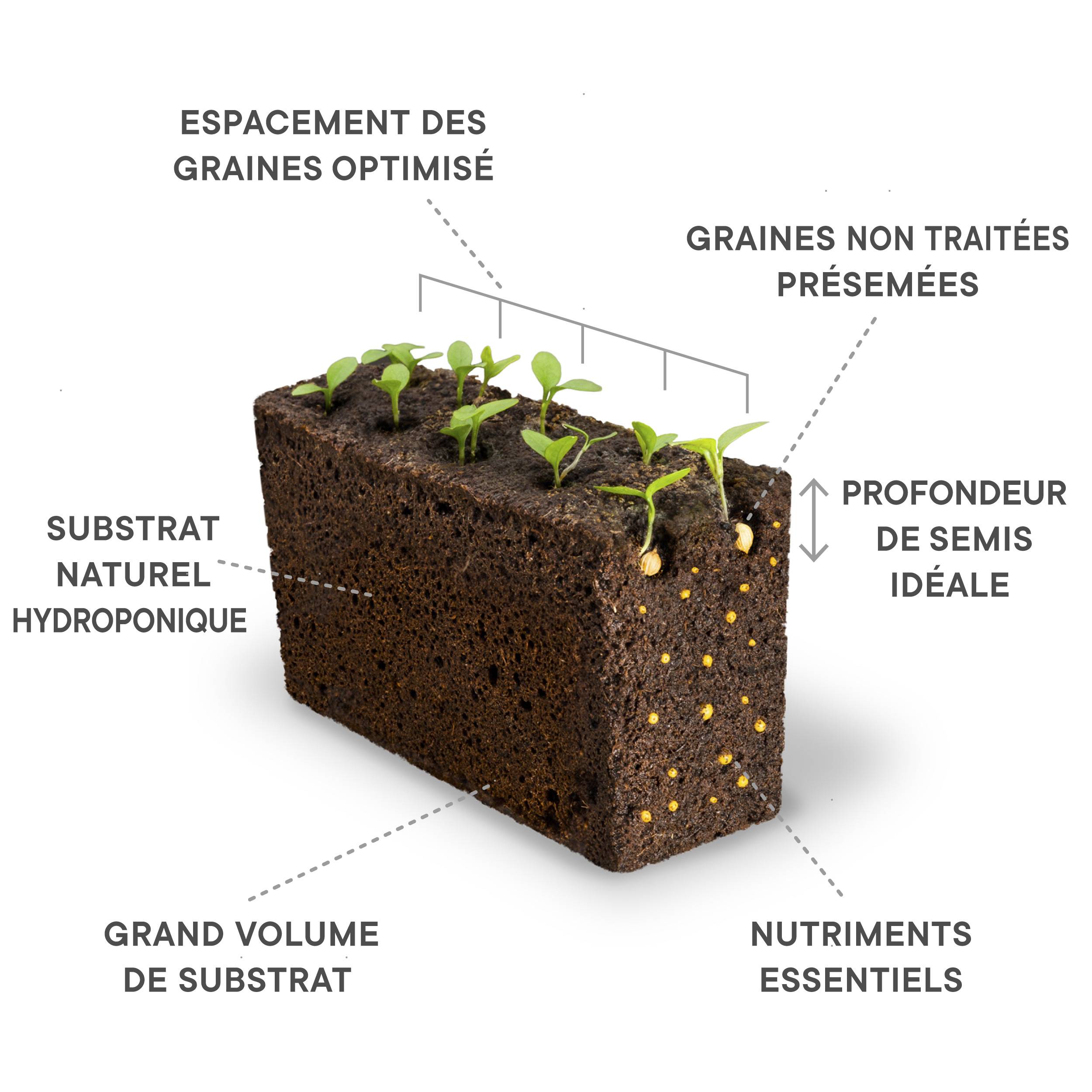 Veritable - Lingot Komatsuna - Recharge prête à l'emploi - Véritable - Image 3
