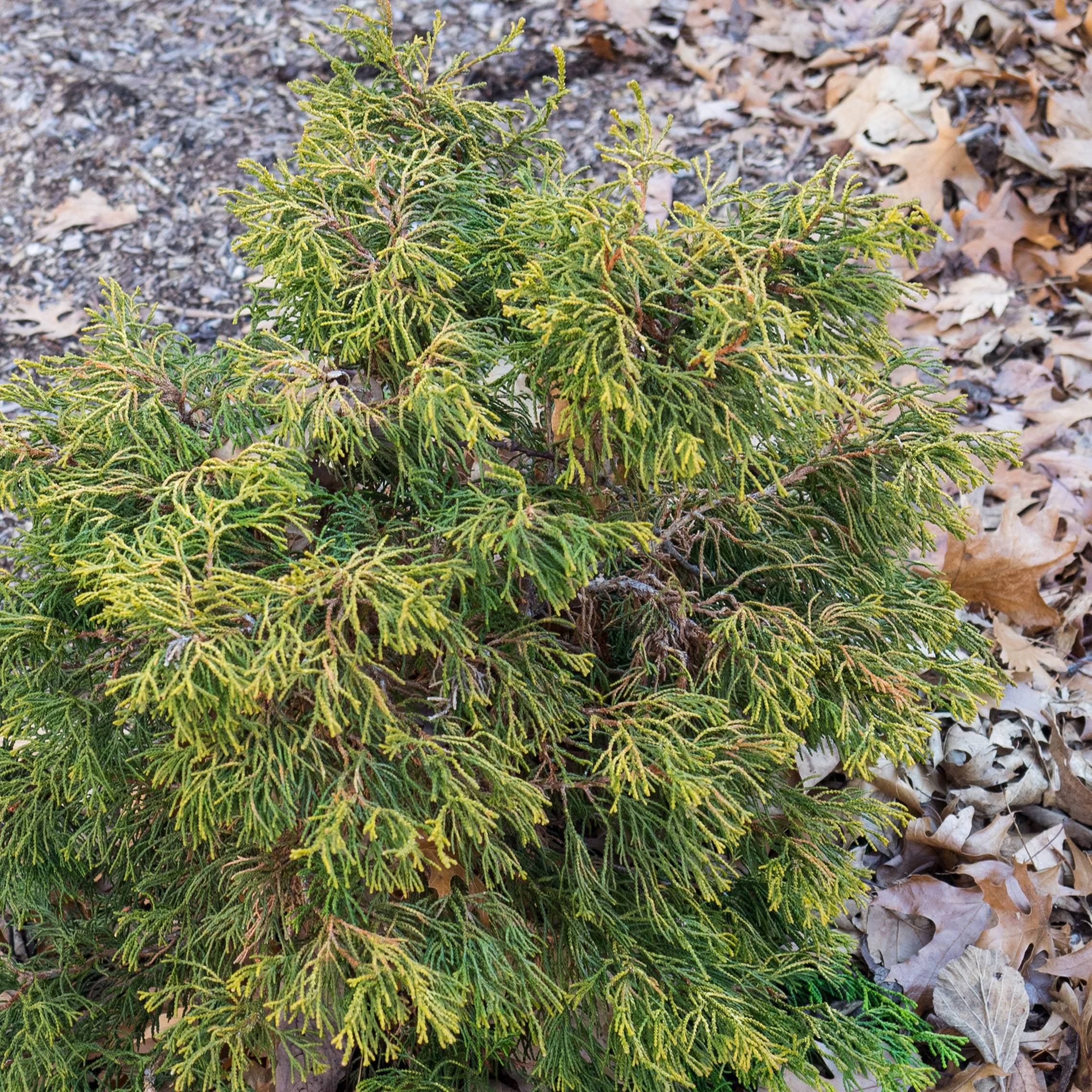 Faux cyprès du Japon - Chamaecyparis obtusa Tsatsumi Gold                Pot de 2L/3L - Image 1