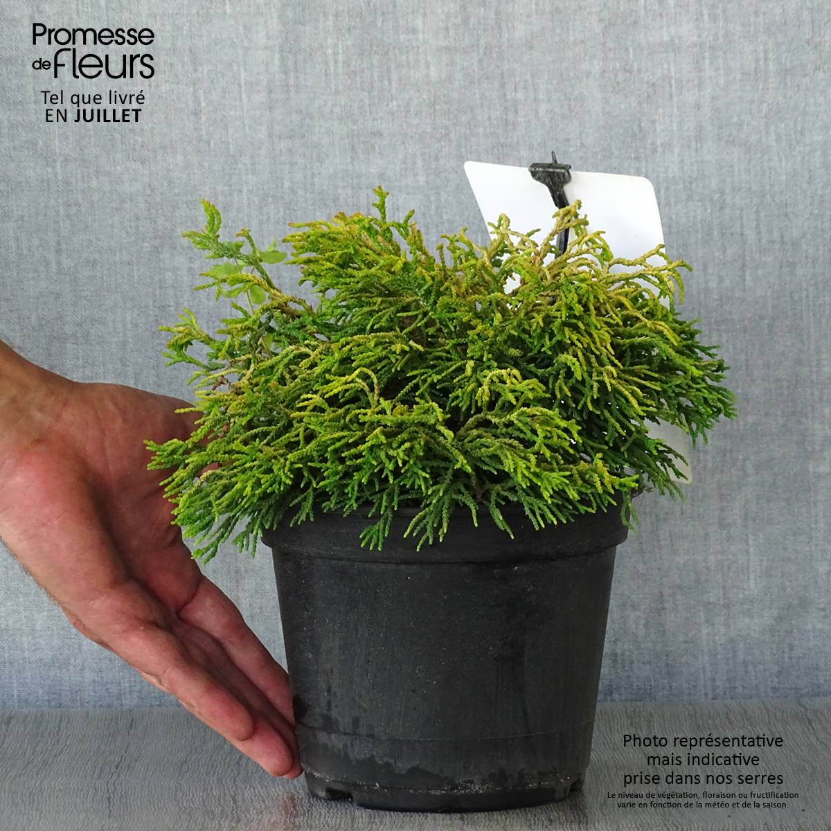 Faux cyprès du Japon - Chamaecyparis obtusa Tsatsumi Gold Pot de 2L/3L - Image 2
