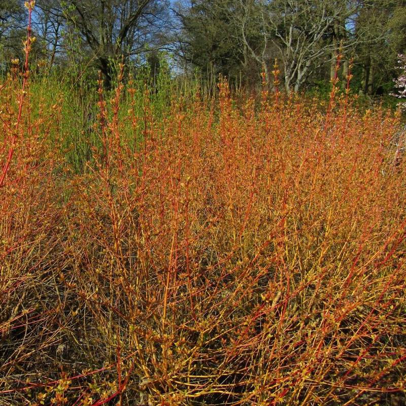 Cornouiller sanguin Midwinter Fire, Cornus à fleurs Blanche - feuillage Caduc - Pot de 7,5L - 60/80 cm-  hauteur à maturité De 1,50 m à 2,00 m - Imagen 1