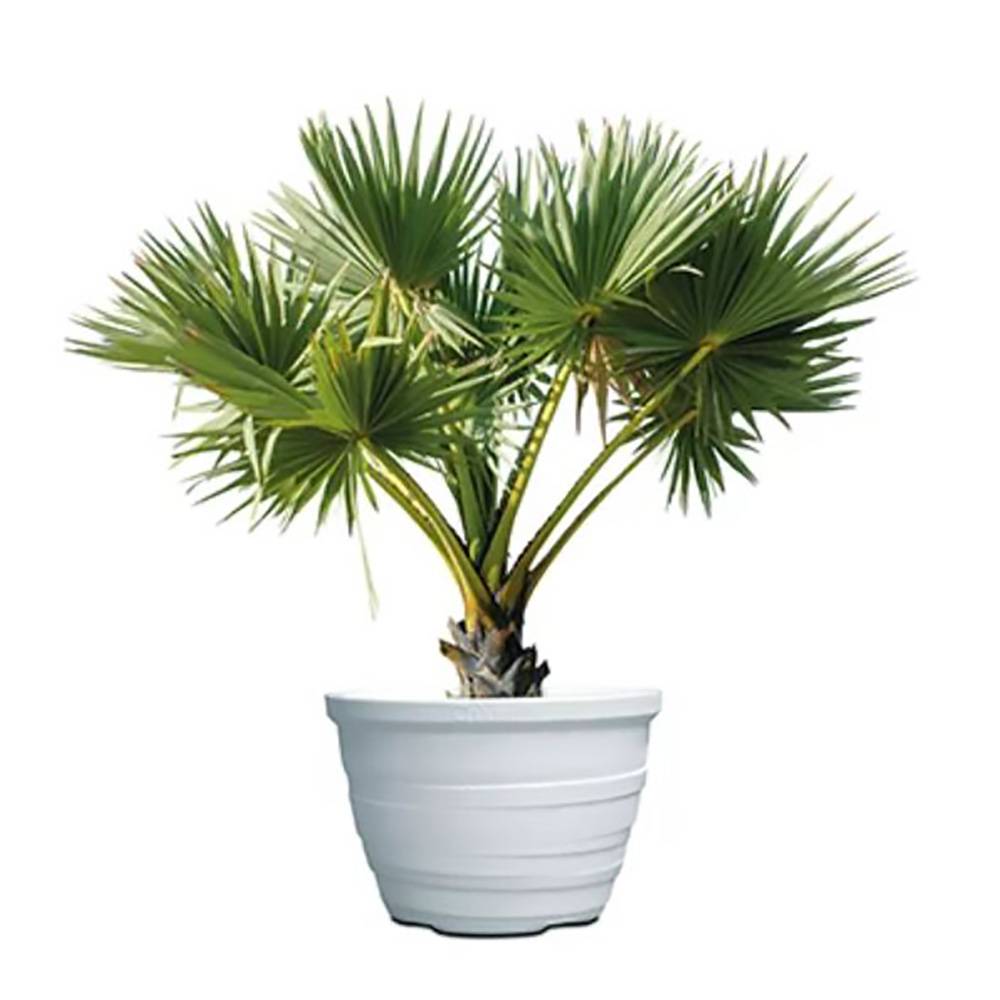Pot de fleurs lignum 55 - Imagen 3