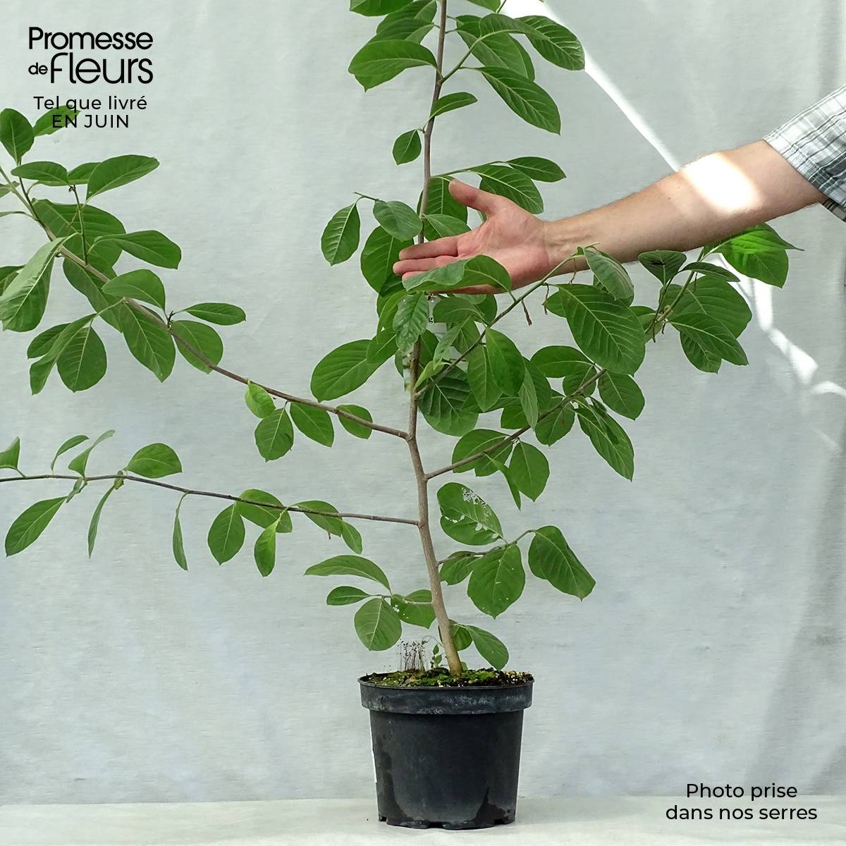 Magnolia Gold Star Pot de 4L/5L - Image 2