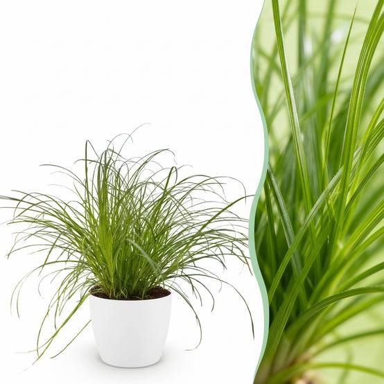 Cyperus alternifolius Zumula - Pet-friendly - Pot de 12cm - Hauteur 20cm - Blanc - Plantes d'intérieur - Image 1
