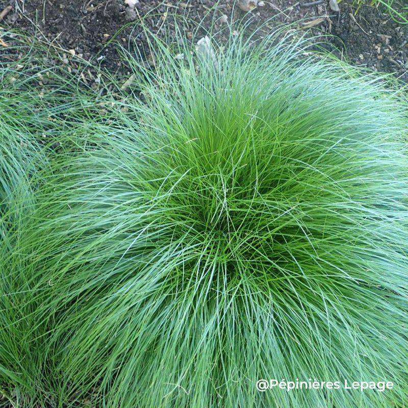 3 Laîches rousses (Carex tenuiculmis) - Lot de 3 graminées - Pépinières Naudet