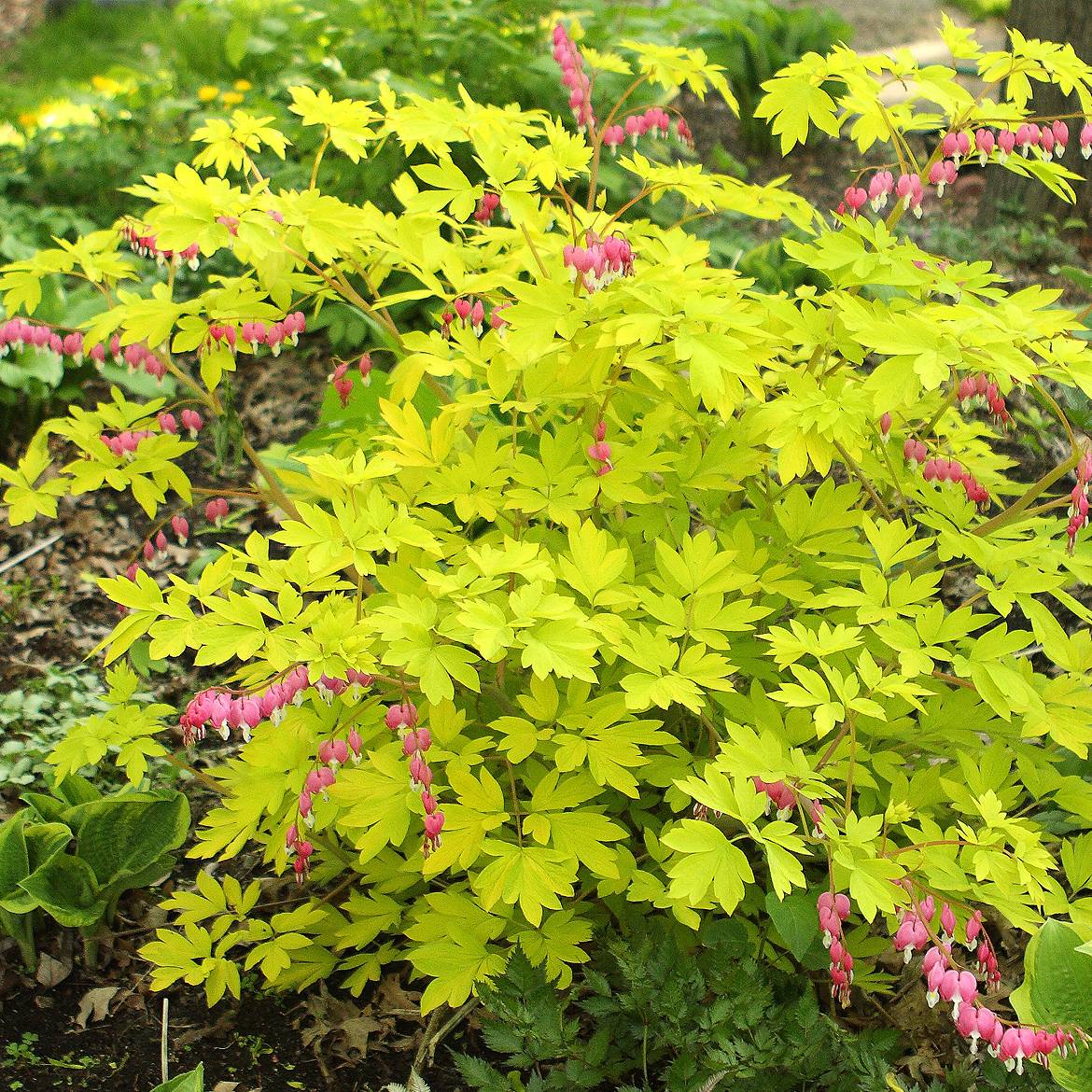 Promesse de Fleurs - Coeur de Marie doré - Dicentra spectabilis Goldheart® Godet de 8/9 cm