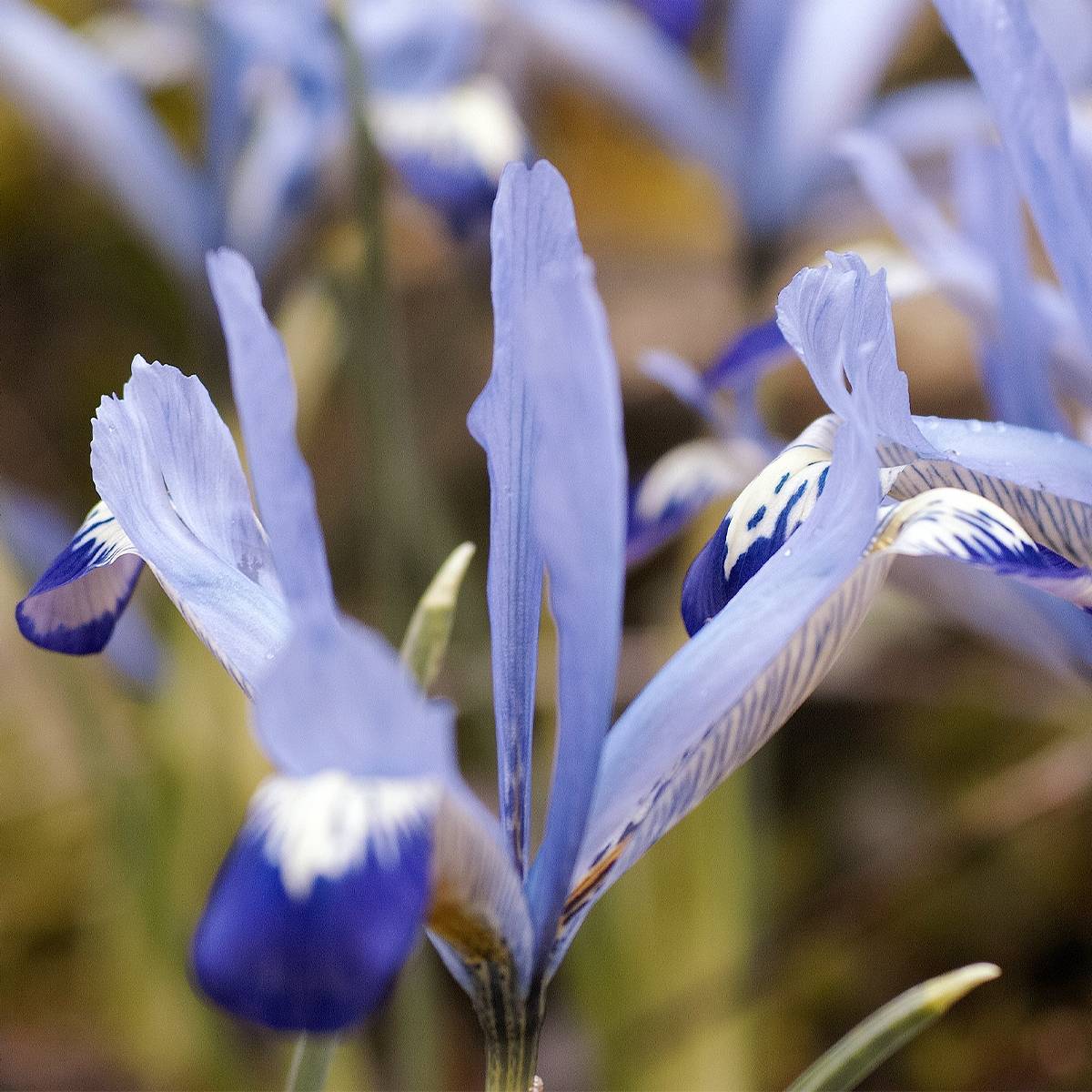 Promesse de Fleurs - Iris reticulata Clairette - Iris réticulé Bulbe calibre 5+ (par 5)
