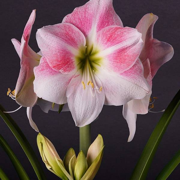 Promesse de Fleurs - Amaryllis Rosy Star - Hippeastrum Bulbe calibre 28/30