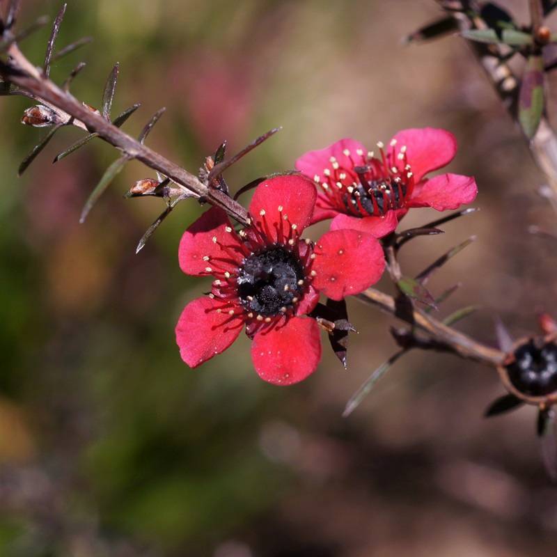 Promesse de Fleurs - Leptospermum scoparium Nanum Kiwi - Arbre à thé de Nouvelle-Zélande Pot de 2L/3L - Image 1