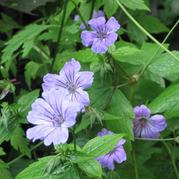 Promesse de Fleurs - Géranium vivace nodosum  Godet de 8/9 cm