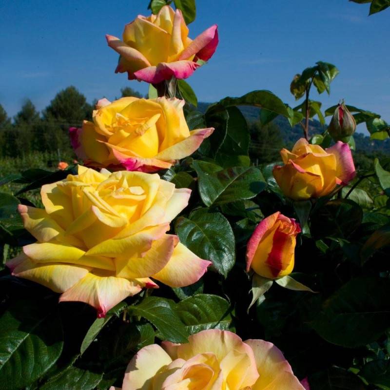 Rosier grimpant Mme A. Meilland à fleurs Rose/Jaune - feuillage Caduc - Pot de 3L - 20/40 cm - Image 4