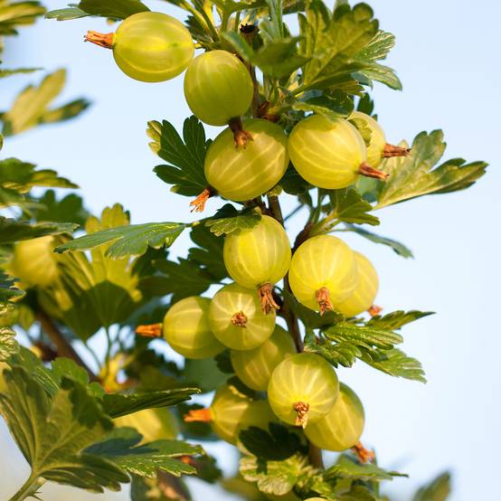 Promesse de Fleurs - Groseillier à maquereaux Crispa Goldling - Ribes uva-crispa Pot de 1,5L/2L