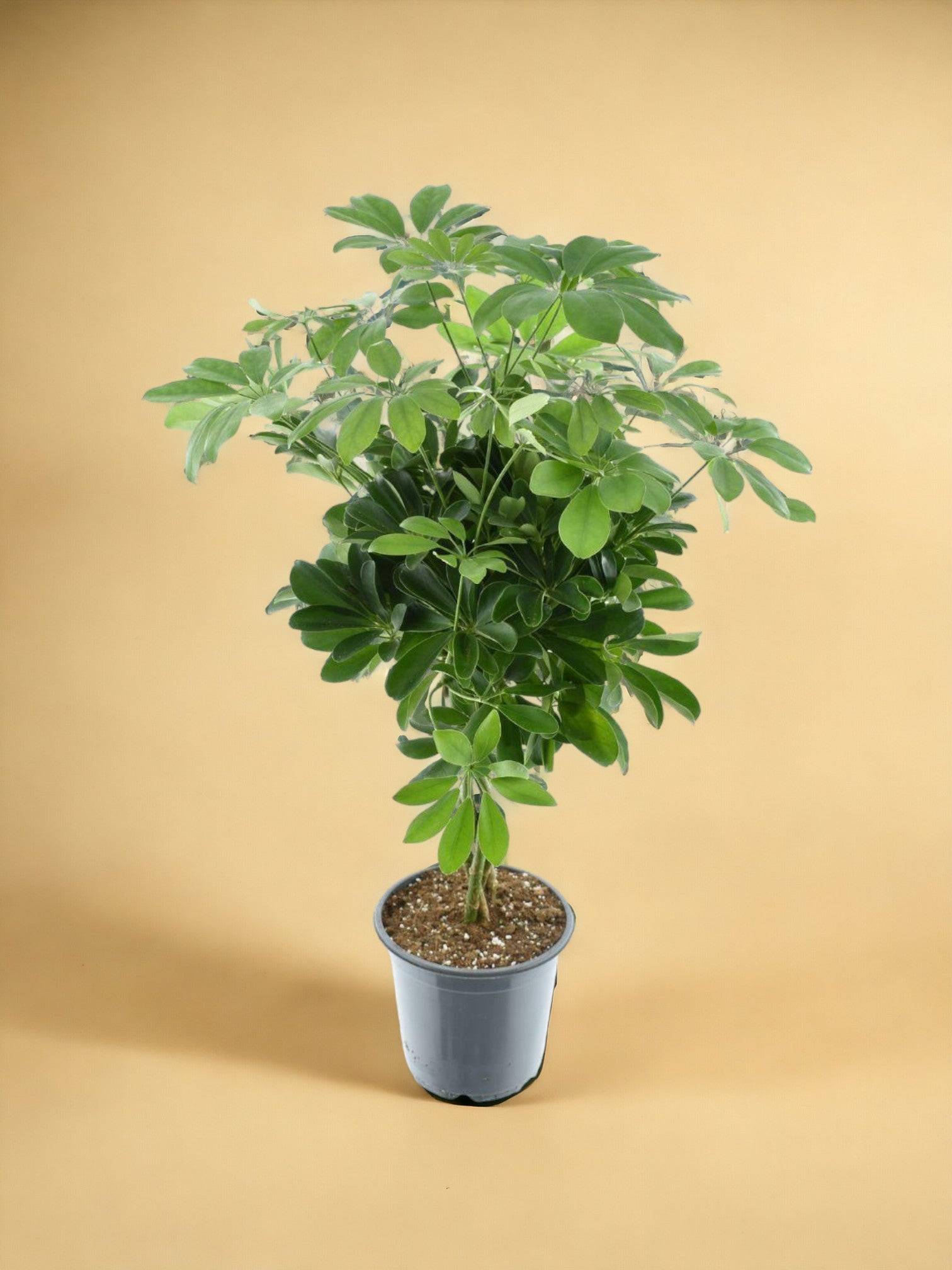 La Green Touch - Schefflera Compacta Nora 75cm - Plante d'intérieur- La Green Touch - Imagen 2