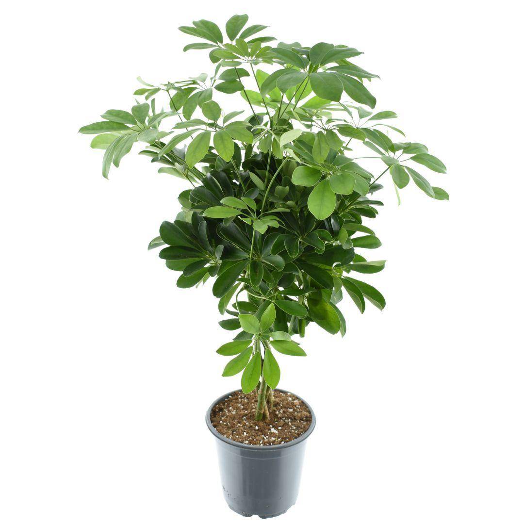 La Green Touch - Schefflera Compacta Nora 75cm - Plante d'intérieur- La Green Touch - Imagen 3